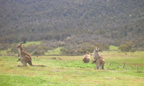 Zdjcie AUSTRALIA / ACT / Namadgi Nat. Park / Kangury z malymi w torbie