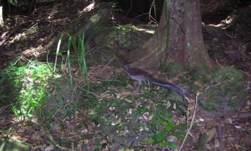 Zdjęcie AUSTRALIA / NSW / Minnamurra rain forrest / Lyre bird, samiec-ptak o roznych glosach