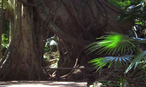 Zdjęcie AUSTRALIA / NSW / Minnamurra rain forrest / Figowce