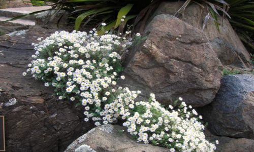 Zdjęcie AUSTRALIA / ACT-australian capital territory / Park w Canberze / Wiosna w Canberze