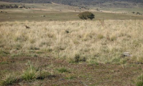 Zdjecie AUSTRALIA / ACT / Yankee Hut-namadgi nat. Park / Lis w trawie