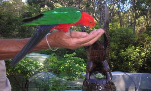 Zdjecie AUSTRALIA / Kongo, nad oceanem / U zaprzyjaznionych Polakow / Oswojona papuga--King Parrot