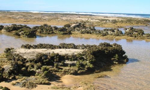 Zdjecie AUSTRALIA / NSW,  nad oceanem / Kongo, 200 km od Canberry na poludnie / Sea squirts, nalezy do zwierzat 