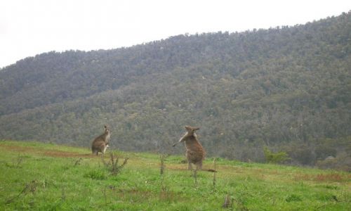 Zdjecie AUSTRALIA / ACT / Namadgi Nat. Park / Kangury w buszu