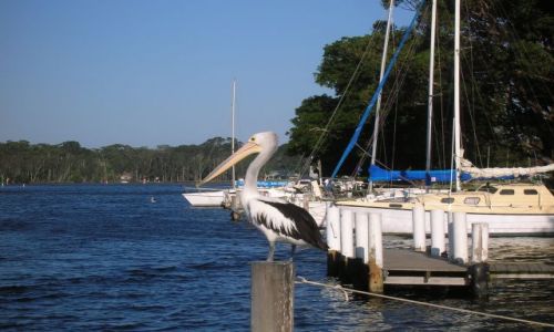 Zdjęcie AUSTRALIA / NSW / Sussex inlet / Lodki i pelikan