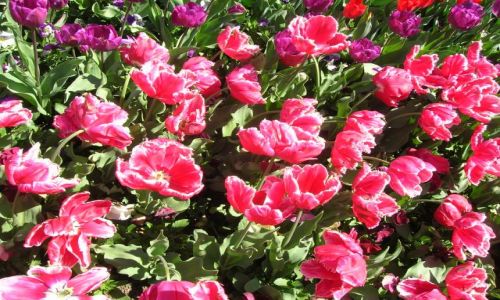 Zdjecie AUSTRALIA / ACT / Canberra / Wiosna i rozowe tulipany