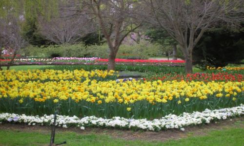 Zdjcie AUSTRALIA / NSW / okoliczne parki / Wiosna w Australii