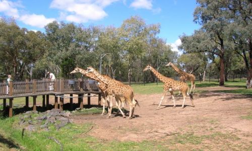 Zdjecie AUSTRALIA / NSW / Dubbo safari zoo / Zyrafy na safari