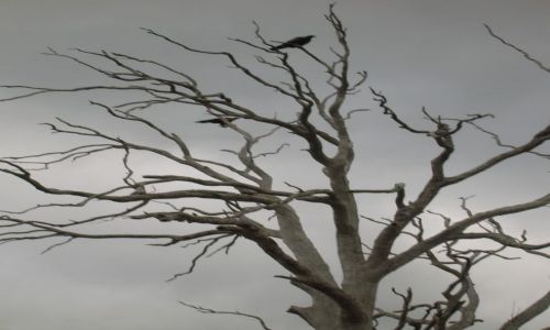 Zdjecie AUSTRALIA / ACT / Canberra / Orzel na suchym drzewie.