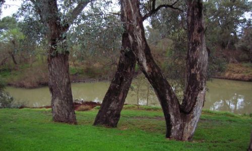 Zdjęcie AUSTRALIA / NSW / Forbes / Eukaliptusy nad rzeka