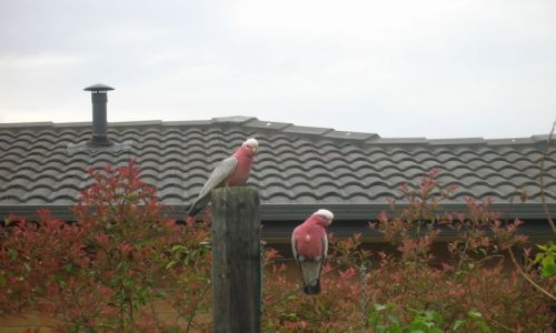 Zdjecie AUSTRALIA / ACT / Canberra / Papugi--Galah