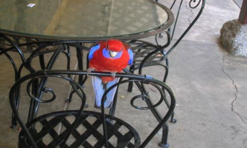 Zdjcie AUSTRALIA / NSW / Jenolan Caves / Crimson Rosella towarzyszy w lunchu
