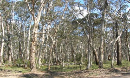 Zdjcie AUSTRALIA / Blue Mountains / Kanangra Rocks / Gesty, suchy las w okolicach skal