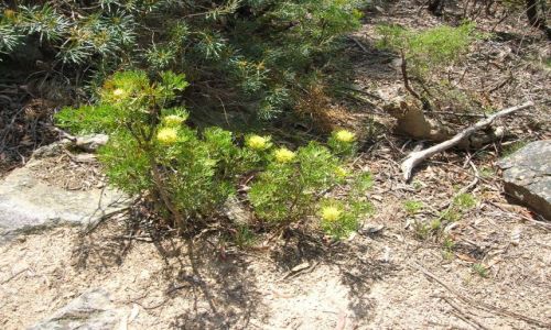 Zdjcie AUSTRALIA / Blue Mountains / Kanangra Rocks / Zolte kwiaty w okolicach Niebieskich gor..