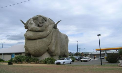 Zdjecie AUSTRALIA / NSW / Miasto Goulburn,100 km od Canberry / Big Merino