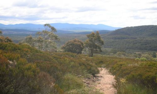 Zdjcie AUSTRALIA / NSW / Okolice Captain flat / W buszu