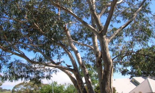 Zdjecie AUSTRALIA / ACT / Okolice Canberry / Australijskie golebie--z czubkiem