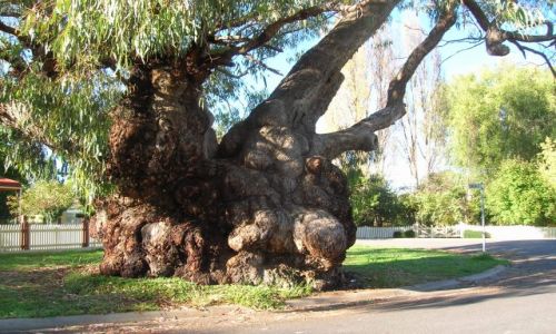 Zdjecie AUSTRALIA / Victoria / Beetchworth / Rozdmuchane drzewo