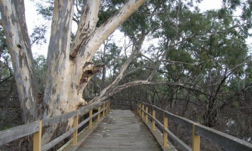Zdjecie AUSTRALIA / Victoria / Echuca / Park eukaliptusow w Echuca
