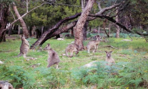 Zdjecie AUSTRALIA / Victoria / Grampians nat.park / Wsrod drzew..