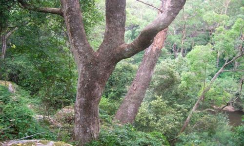 Zdjecie AUSTRALIA / NSW / Kangaroo Valley / Prawie jungla
