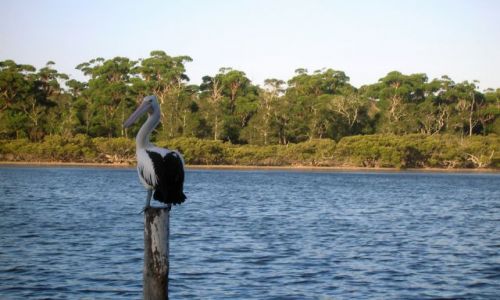 Zdjecie AUSTRALIA / NSW / Susex Inlet / Wypatruje rybe..