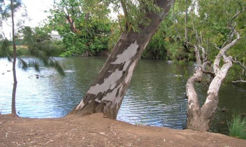 Zdjecie AUSTRALIA /  NSW /  Wagga-Wagga / Murrumbigi River i eukaliptus