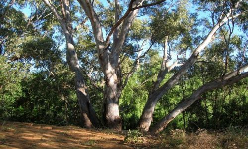 Zdjecie AUSTRALIA / NSW / Wagga-Wagga / Eukaliptusy w sloncu