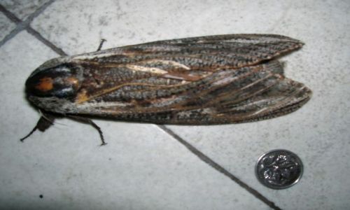 Zdjecie AUSTRALIA / ACT / Canberra / Giant moth
