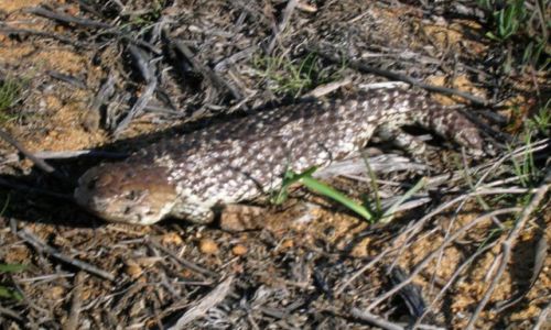 Zdjecie AUSTRALIA / Zach. Austaralia / na polnocy / Blue tongue lizard