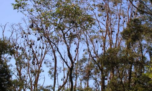 Zdjęcie AUSTRALIA / NSW / Gdzies w tropiku.. / Nietoperze