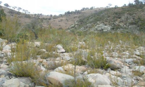 Zdjęcie AUSTRALIA / NSW / Willimsdale / W gorach kamiennych