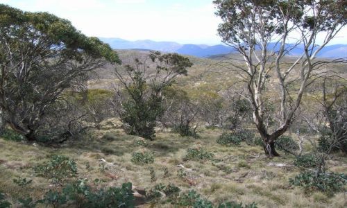 Zdjcie AUSTRALIA / ACT / Namadgi Nat. Park / Busz w gorach-Mt. Gingera