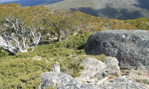 Zdjcie AUSTRALIA / ACT / Namadgi Nat. Park / W gorach-Mt.Gingera