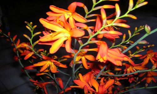 Zdjecie AUSTRALIA / ACT / Canberra / Pomaranczowo na wiosne