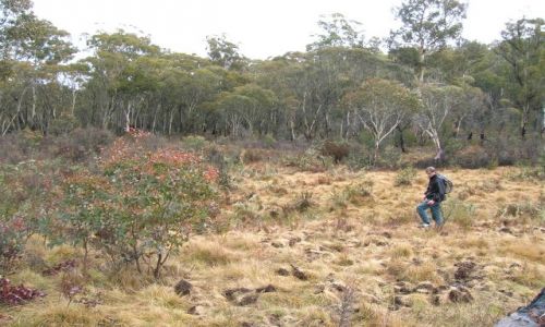 Zdjęcie AUSTRALIA / ACT / Namadgi Nat. patk / Ziemia zryta przez dzikie swinie..