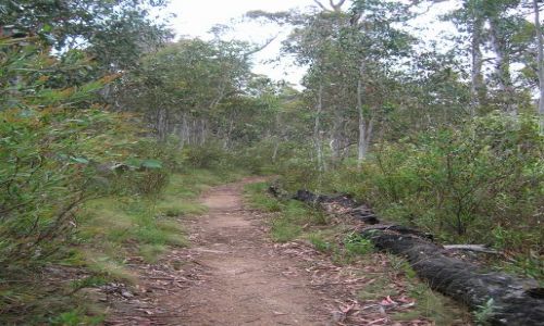 Zdjęcie AUSTRALIA / ACT / Namagdi nat. Park / Droga na moczary..