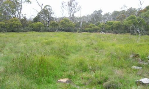 Zdjcie AUSTRALIA / ACT / Namadgi National Park / Zielone bagna w buszu..