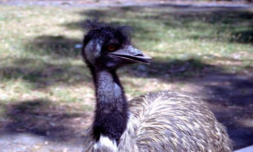 Zdjęcie AUSTRALIA / - / okolice Melbourne / czy nie jestem piękny ?