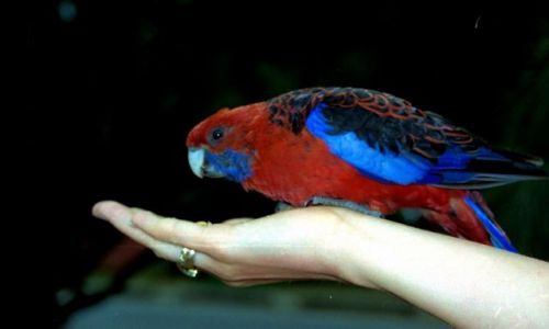 Zdjęcie AUSTRALIA / - /  Melbourne / rozella królewska