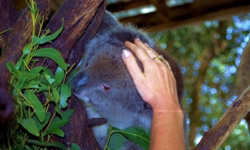 Zdjecie AUSTRALIA / - / Sydney / koala
