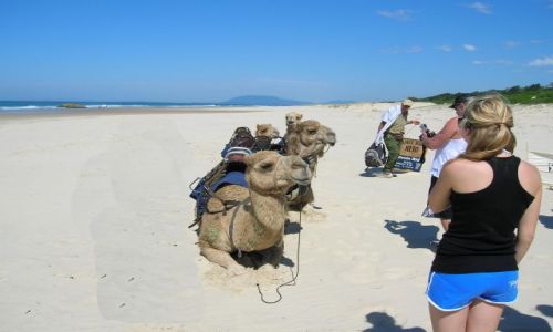 Zdjcie AUSTRALIA / NSW / Port Macquarie / Na wycieczke z wielbladami..