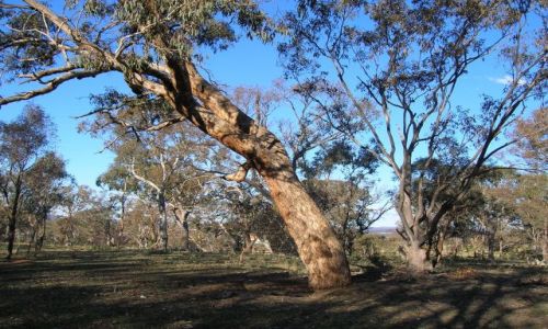Zdjecie AUSTRALIA / ACT / Canberra / Eukaliptusowy las.