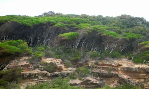 Zdjecie AUSTRALIA / NSW / South Coast / Tea trees