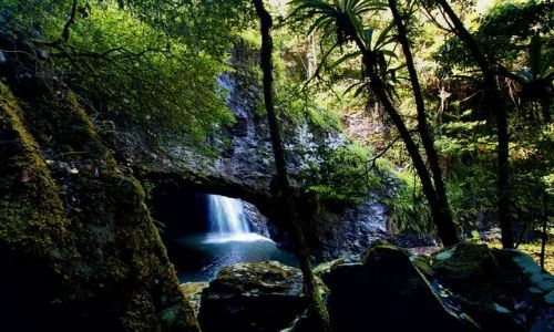 Zdjecie AUSTRALIA / poludniowy Queensland / Natural Bridge Falls / w basniowym lesie