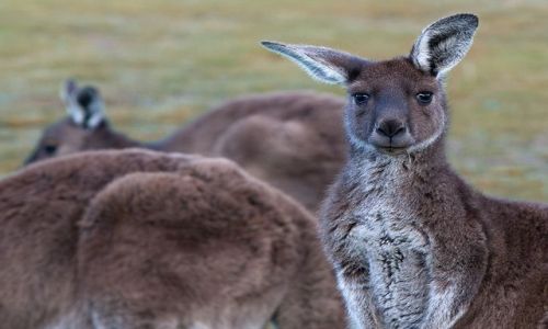 Zdjcie AUSTRALIA / South Australia / Deep Creek / klapouchy