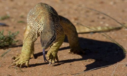 Zdjecie AUSTRALIA / NSW / Pustynia Simpsona / Smocze koneksje