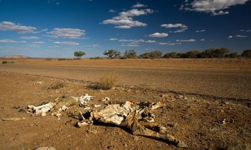 Zdjcie AUSTRALIA / Queensland / Simpson Desert / Outback