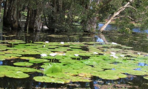 Zdjęcie AUSTRALIA / NSW / Okolice Newcastle / Jeziorko..