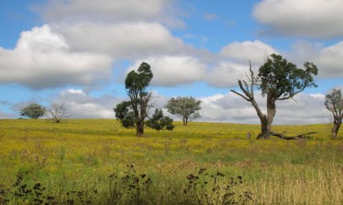 Zdjecie AUSTRALIA / NSW / interia, okolice Rylestone / Jesien na trasie.